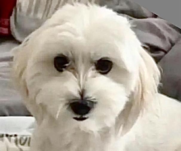 Enlarge Toby, a Adoptable Maltese in Tulsa, OK image 1/2