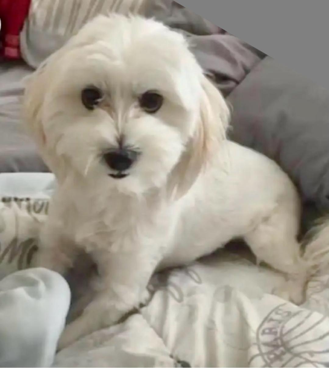 Enlarge Toby, a Adoptable Maltese in Tulsa, OK image 2/2