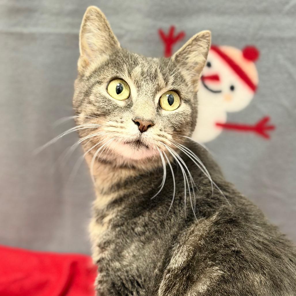 Enlarge Philomena Cunk, a Adoptable Domestic Short Hair in Champaign, IL image 1/4