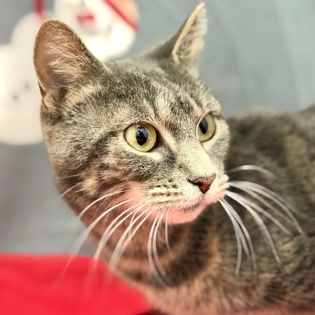 Enlarge Philomena Cunk, a Adoptable Domestic Short Hair in Champaign, IL image 2/4