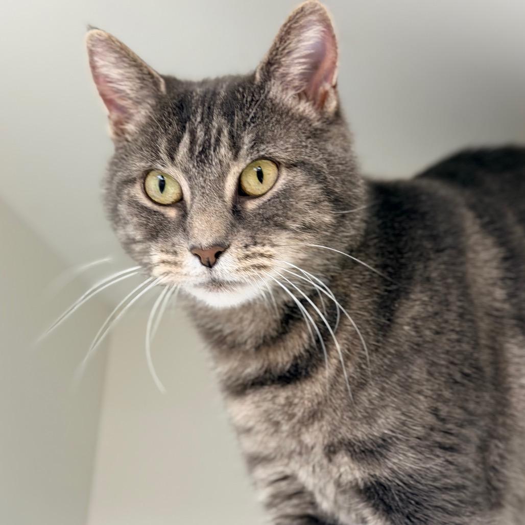Enlarge Philomena Cunk, a Adoptable Domestic Short Hair in Champaign, IL image 1/6