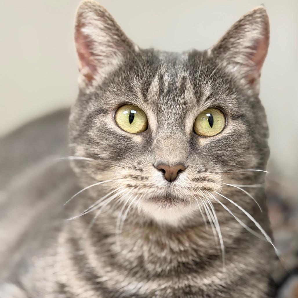 Enlarge Philomena Cunk, a Adoptable Domestic Short Hair in Champaign, IL image 2/6