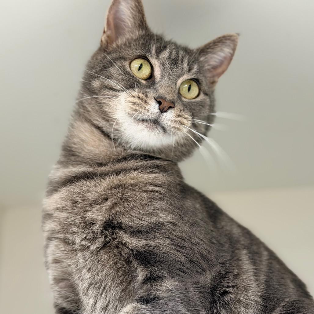Enlarge Philomena Cunk, a Adoptable Domestic Short Hair in Champaign, IL image 3/6