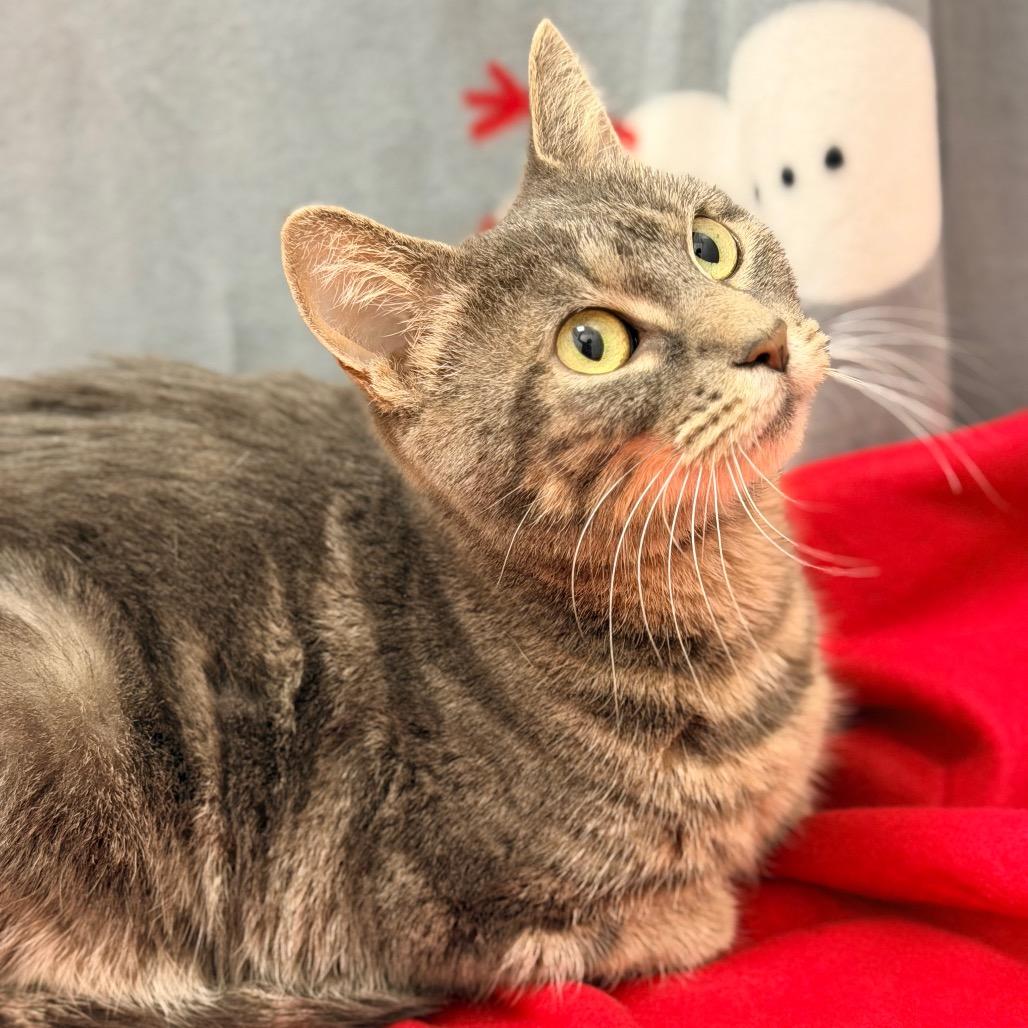 Enlarge Philomena Cunk, a Adoptable Domestic Short Hair in Champaign, IL image 3/4