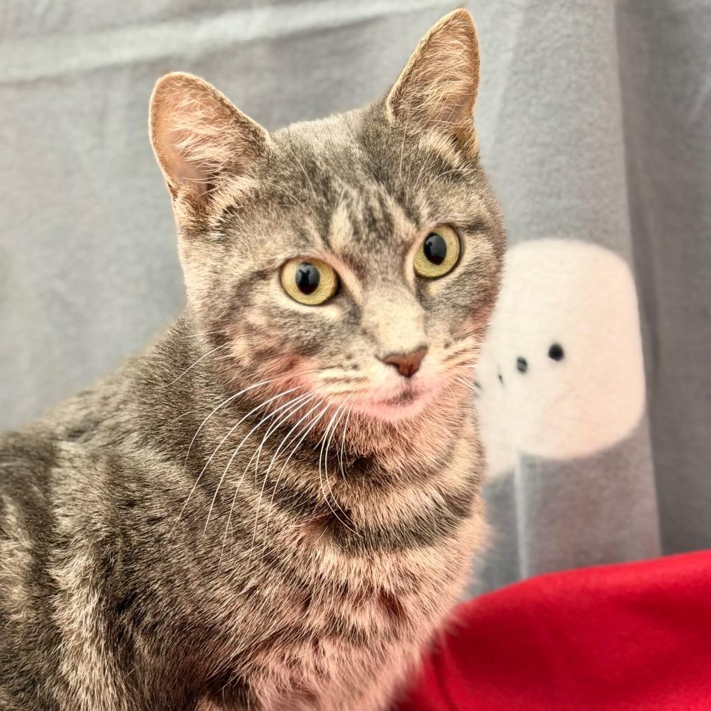 Enlarge Philomena Cunk, a Adoptable Domestic Short Hair in Champaign, IL image 4/4