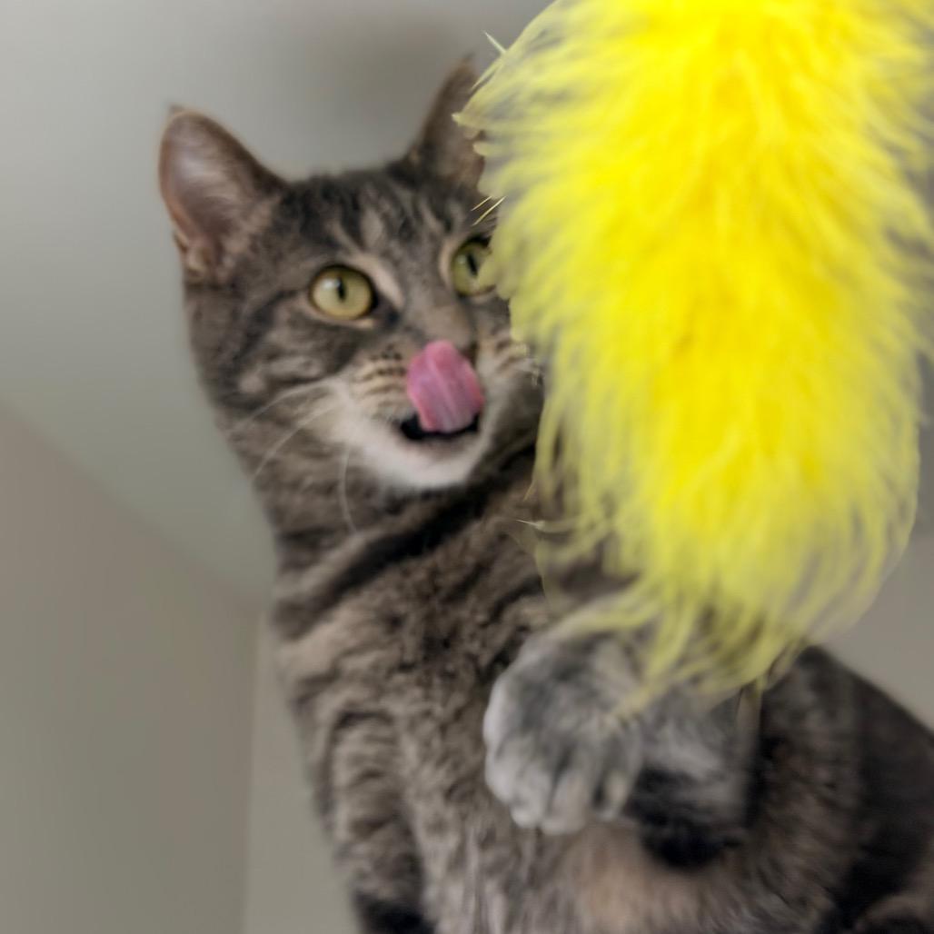 Enlarge Philomena Cunk, a Adoptable Domestic Short Hair in Champaign, IL image 5/6