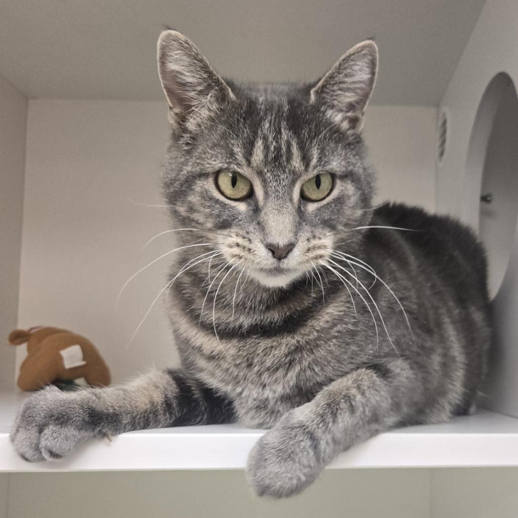 Enlarge Philomena Cunk, a Adoptable Domestic Short Hair in Champaign, IL image 6/6