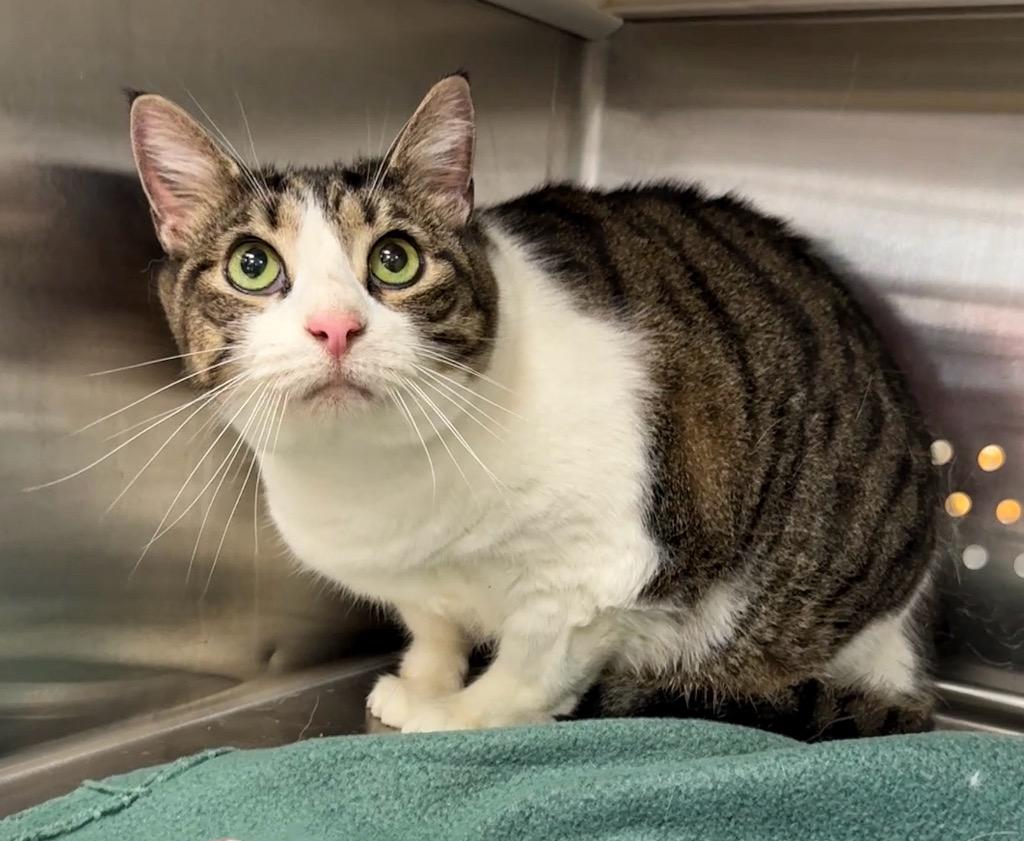 Enlarge Bean, a Adoptable mixed breed in Columbia, TN image 1/1