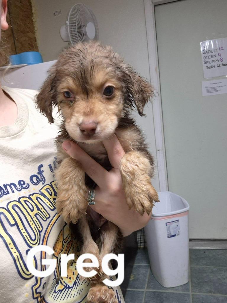Greg, Adoptable, Puppy Male Golden Retriever & Mixed Breed.