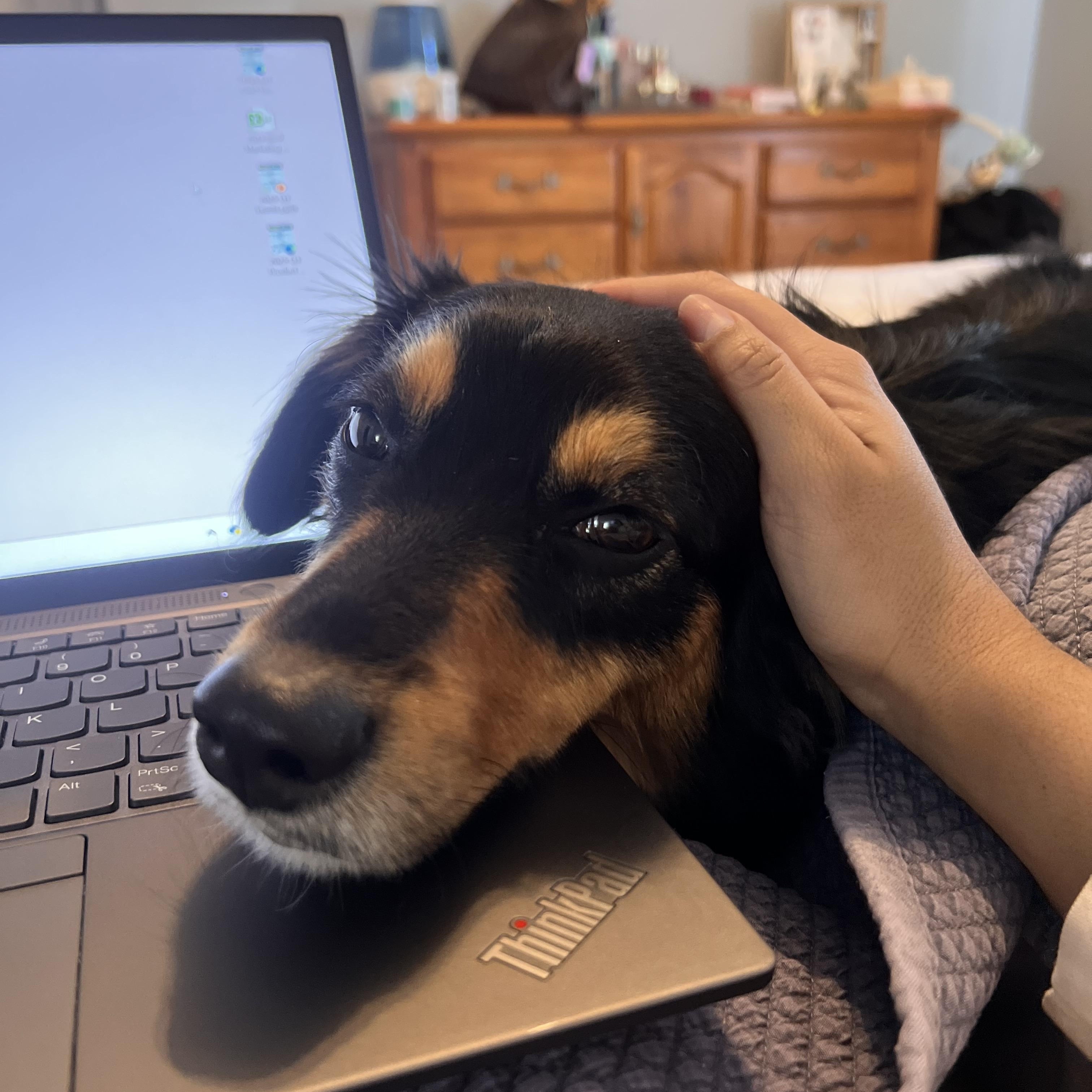 Stella, an adoptable Australian Shepherd in Hughesville, MD image 5/5