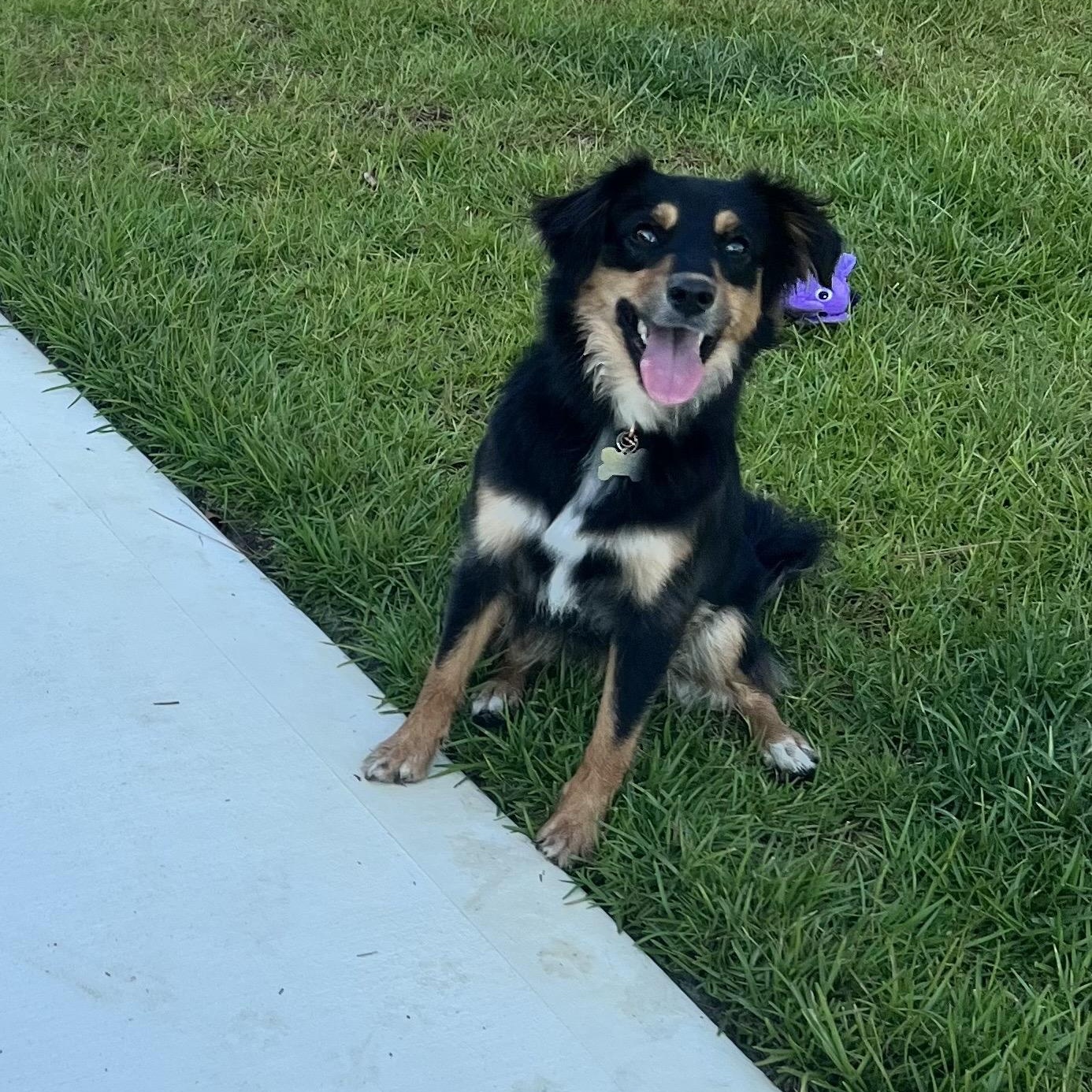 Stella, an adoptable Australian Shepherd in Hughesville, MD image 2/5