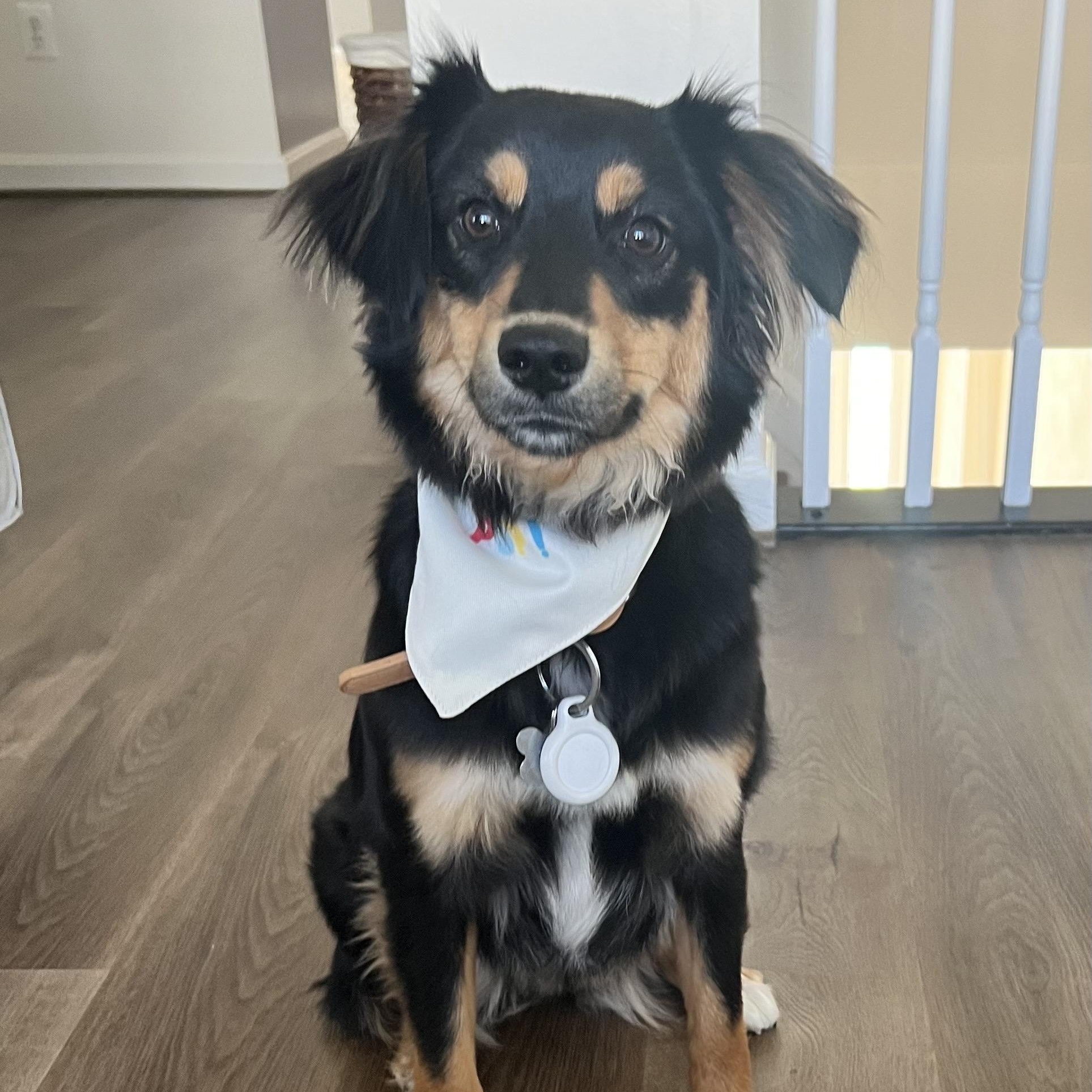 Stella, an adoptable Australian Shepherd in Hughesville, MD image 1/5