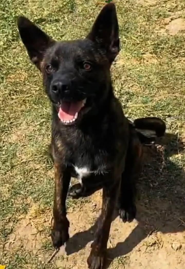 Reynaldo, ADOPTABLE, Young Male Australian Cattle Dog / Blue Heeler.