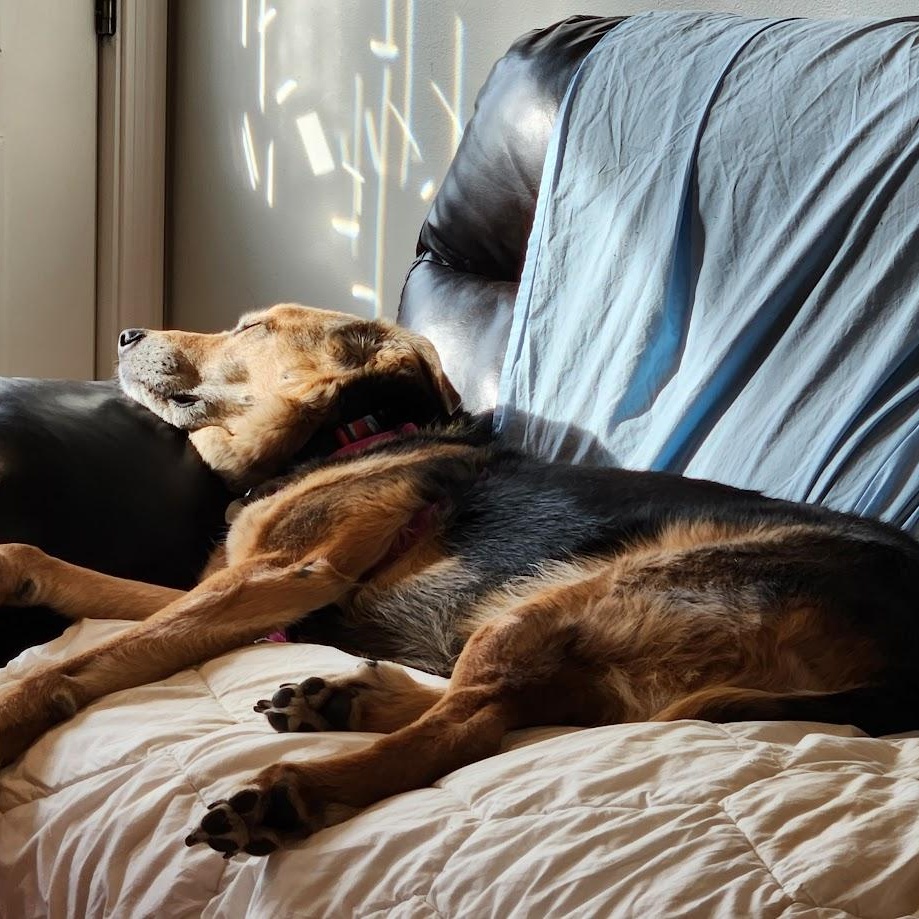 Aztec - Sponsored Adoption - In Foster