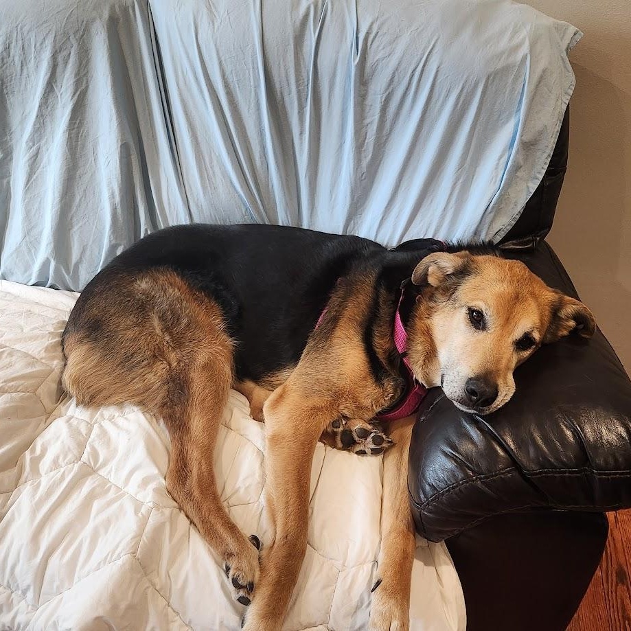 Aztec - Sponsored Adoption - In Foster