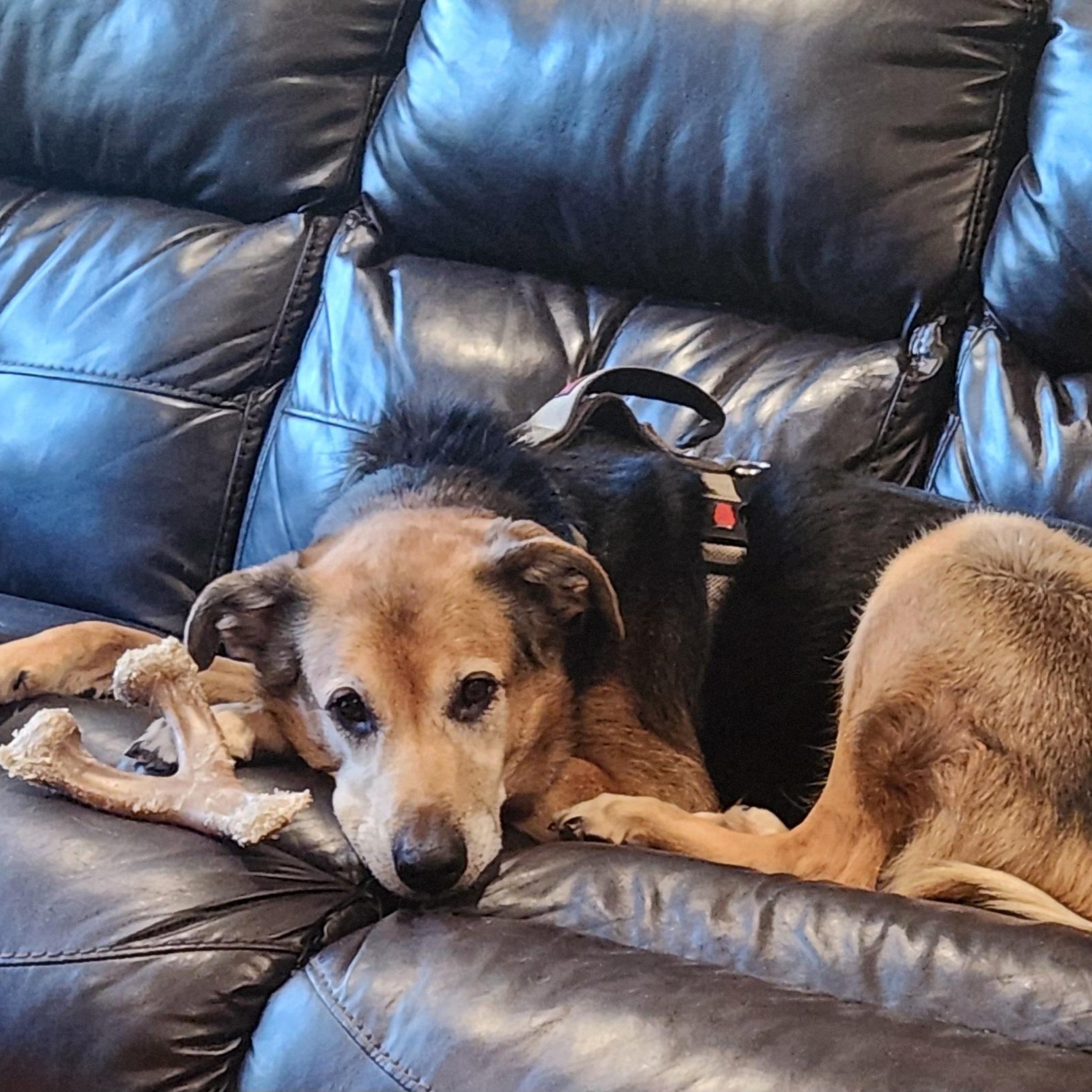 Aztec - 100% Sponsored Adoption - In Foster, a Adoptable German Shepherd Dog in West Jefferson, OH image 1/5