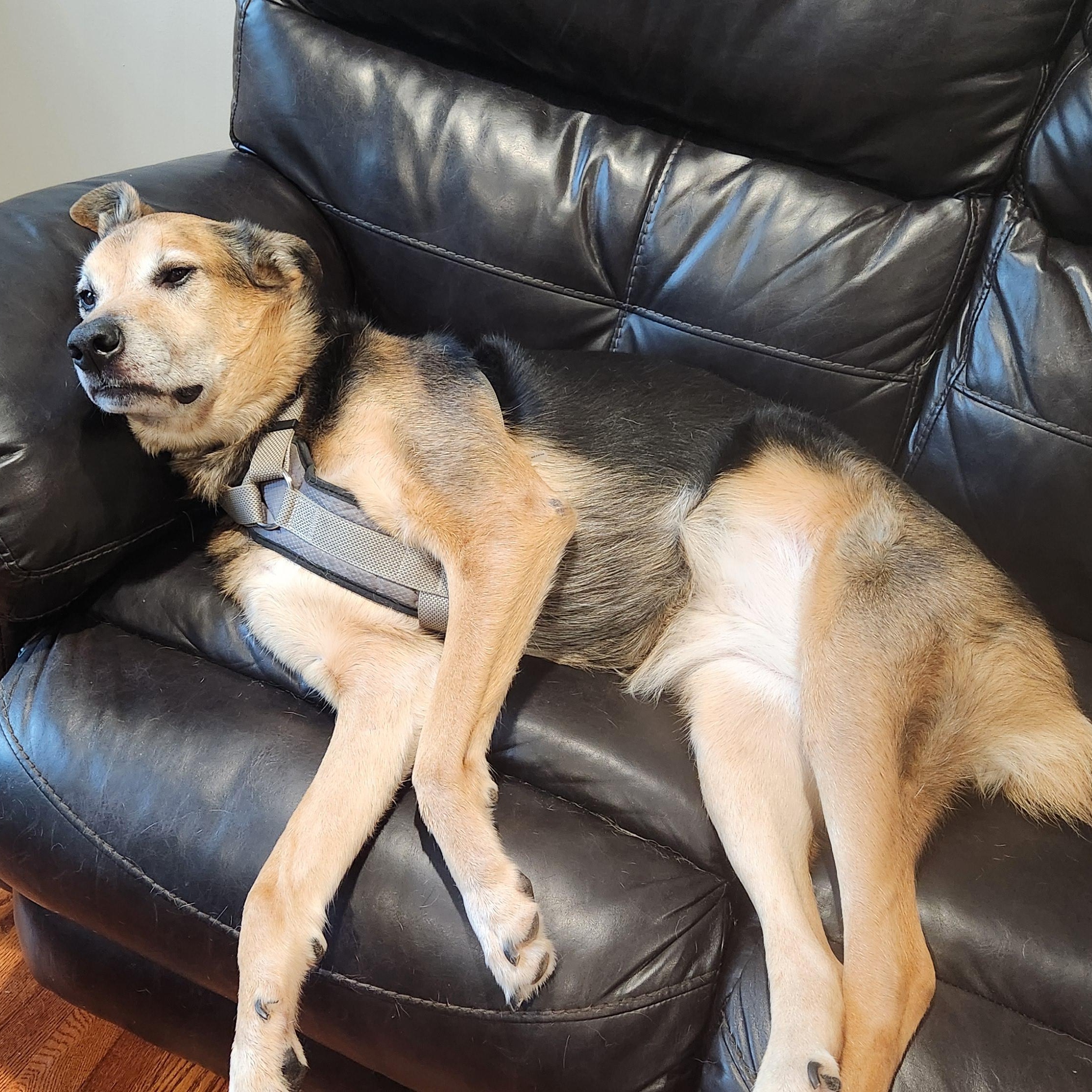 Aztec - 100% Sponsored Adoption - In Foster, a Adoptable German Shepherd Dog in West Jefferson, OH image 3/5