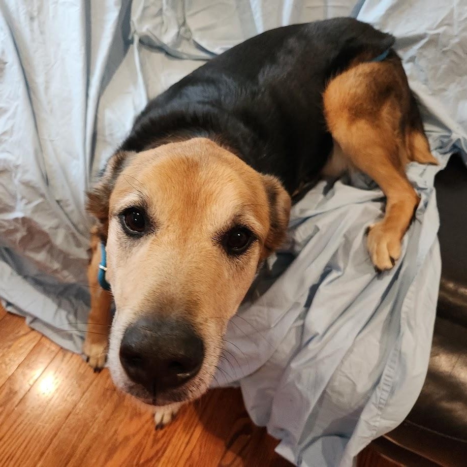 Aztec - Sponsored Adoption - In Foster