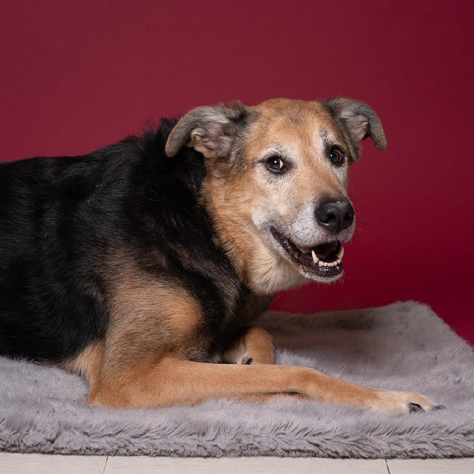 Aztec - 100% Sponsored Adoption - In Foster, a Adoptable German Shepherd Dog in West Jefferson, OH image 5/5