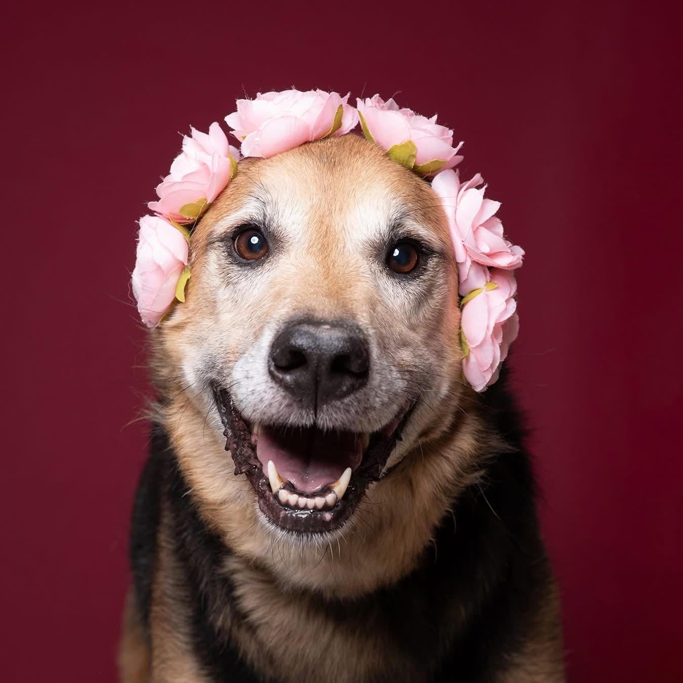 Aztec - 100% Sponsored Adoption - In Foster, a Adoptable German Shepherd Dog in West Jefferson, OH image 4/5
