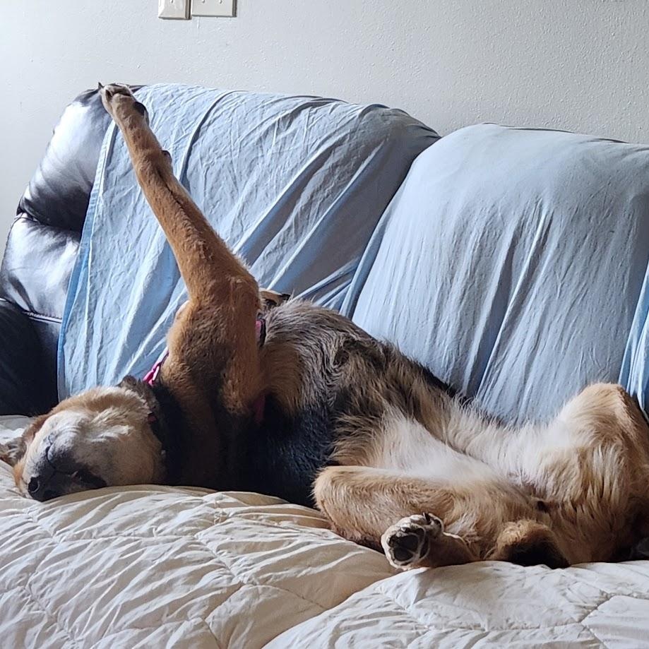 Aztec - 100% Sponsored Adoption - In Foster, a Adoptable German Shepherd Dog in West Jefferson, OH image 2/5