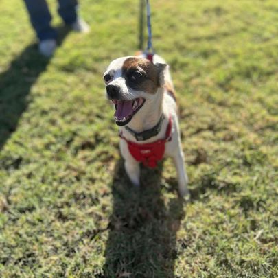 Enlarge Gwen, a Adopted Chihuahua in Douglasville, GA image 1/2