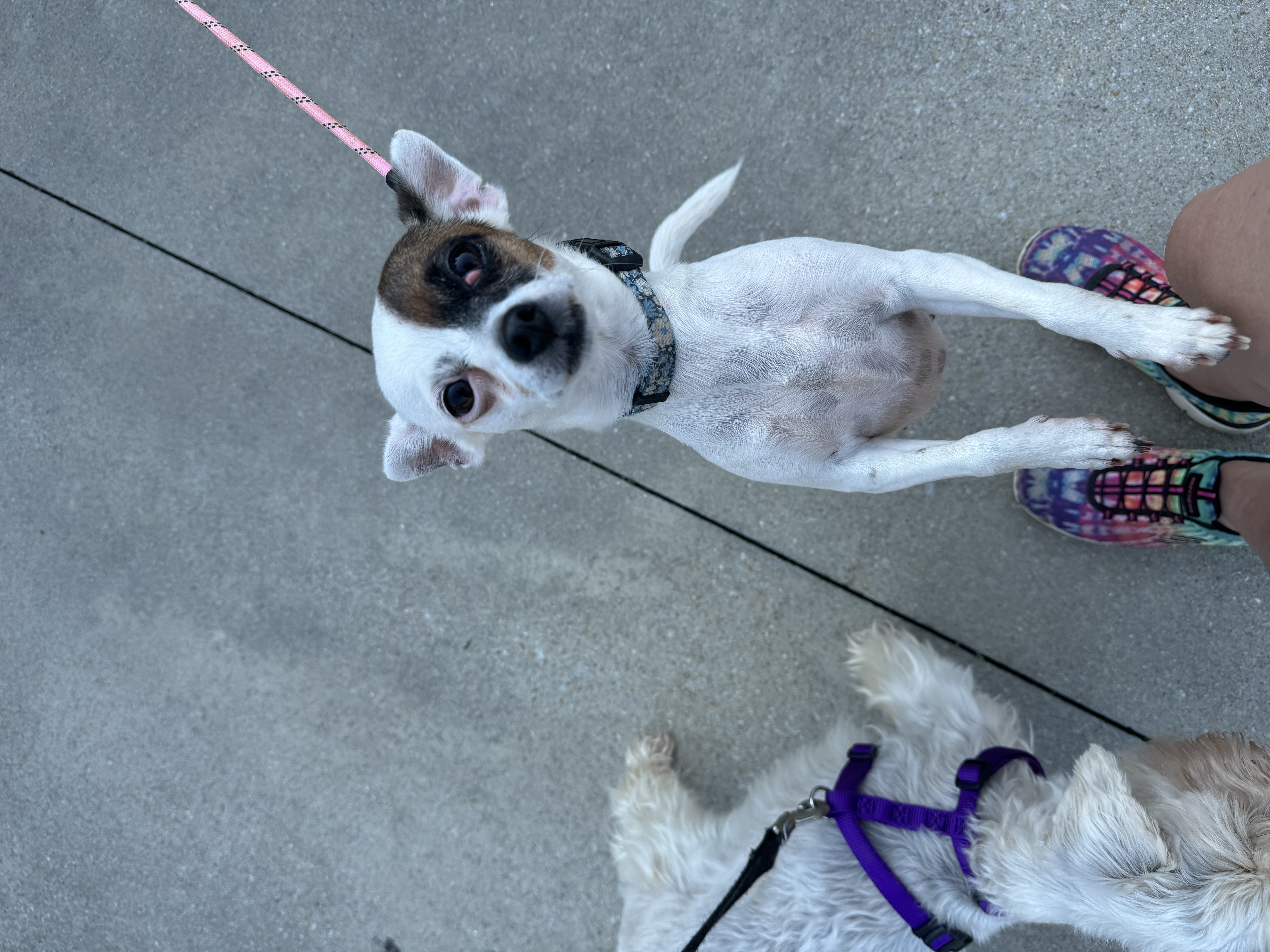 Enlarge Gwen, a Adopted Chihuahua in Douglasville, GA image 2/2