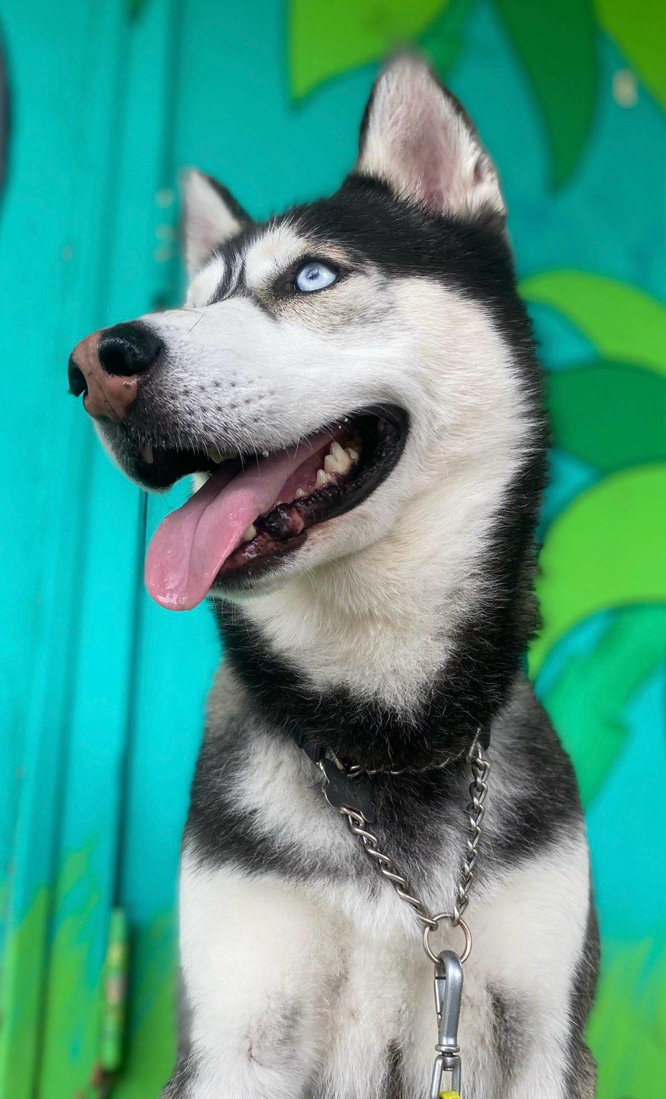 Duke, a Adoptable Husky in Studio City, CA image 2/4