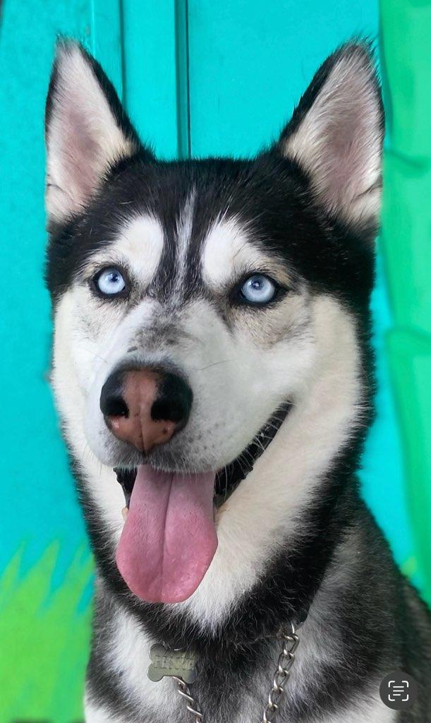 Duke, a Adoptable Husky in Studio City, CA image 4/4