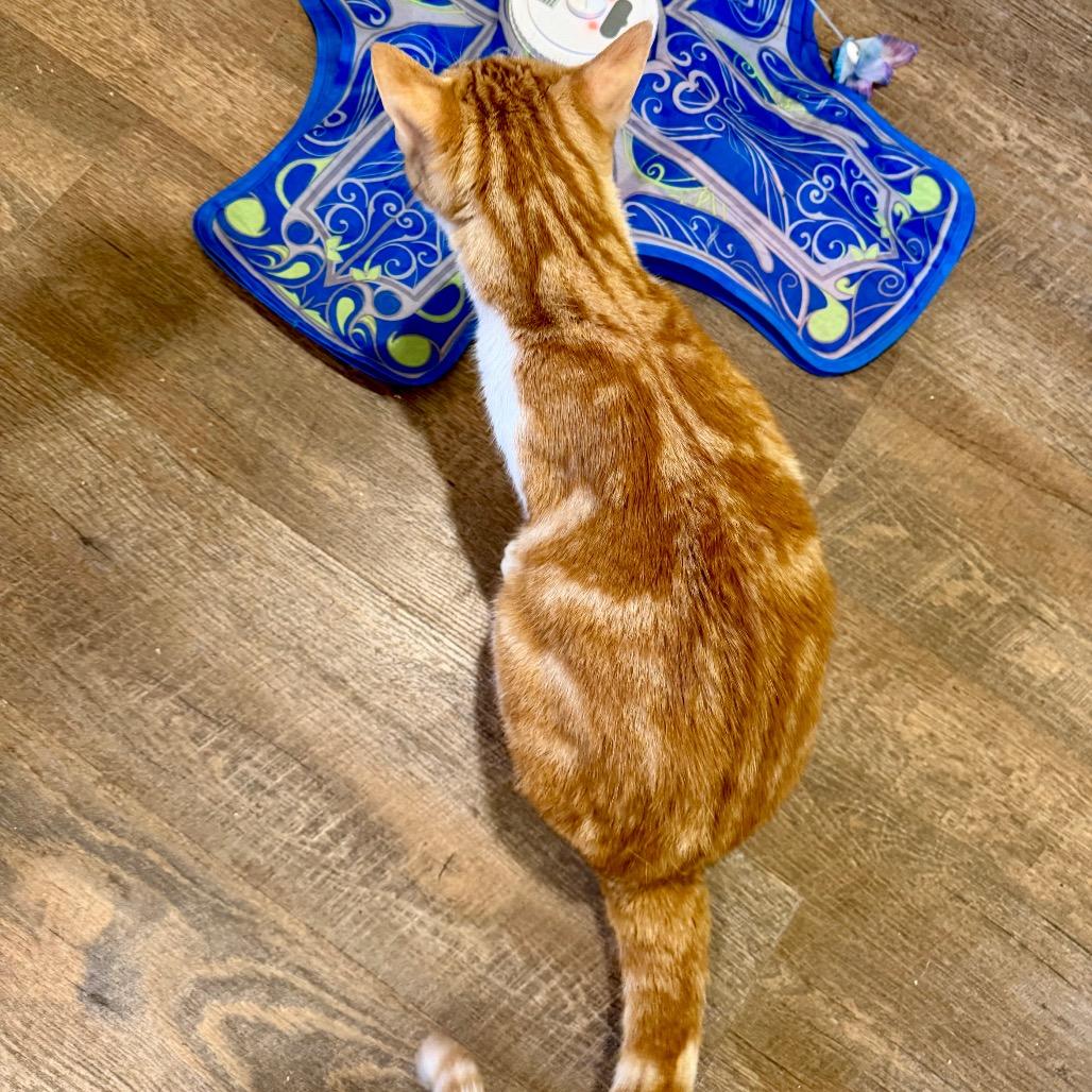 Axel, Adoptable, Adult Male Domestic Short Hair.