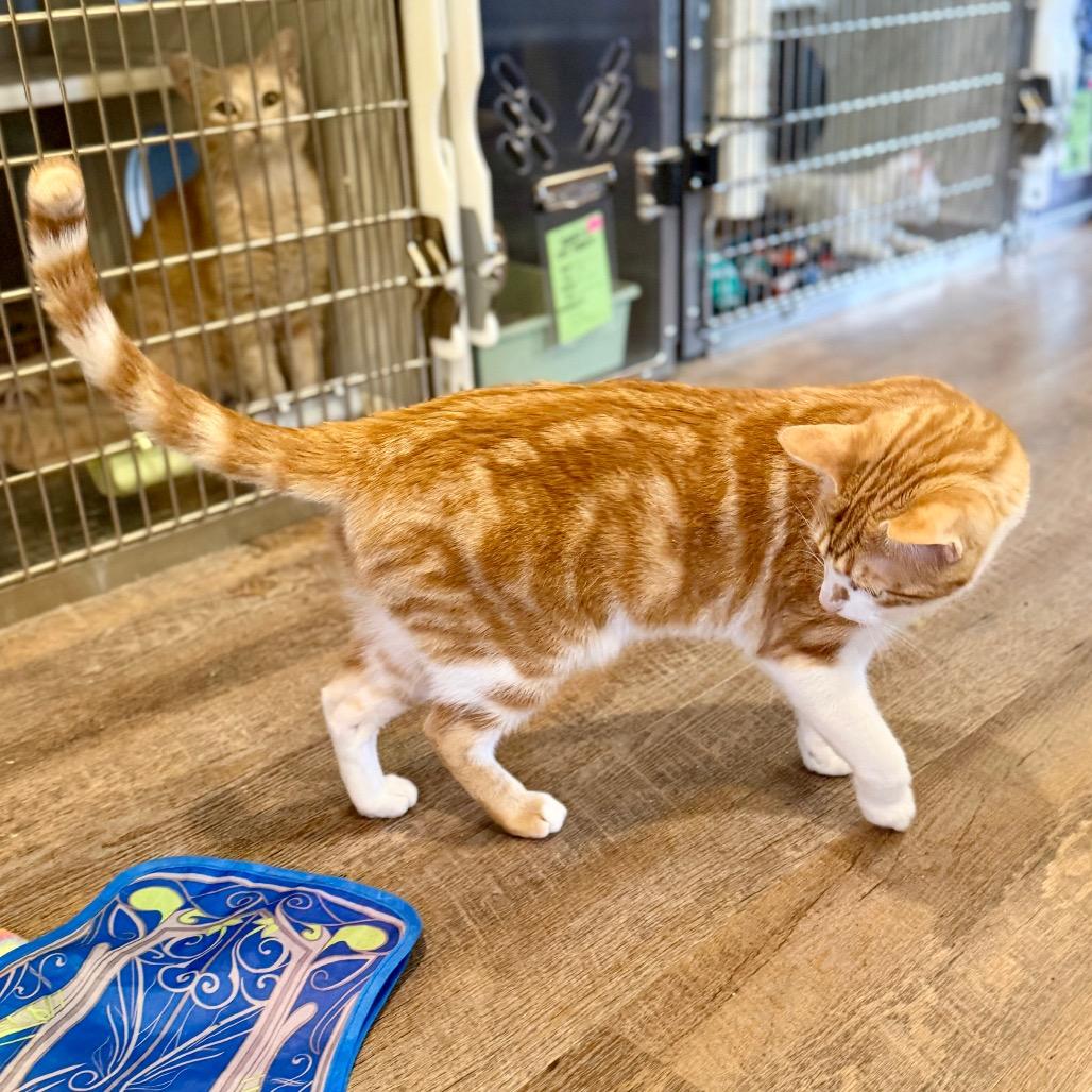 Axel, a Adoptable Domestic Short Hair in Park Falls, WI image 2/4