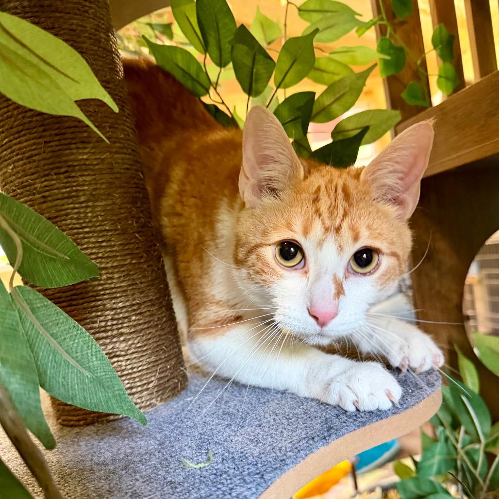 Enlarge Axel, a Adoptable Domestic Short Hair in Park Falls, WI image 3/6