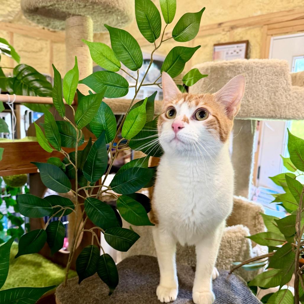 Enlarge Axel, a Adoptable Domestic Short Hair in Park Falls, WI image 4/6