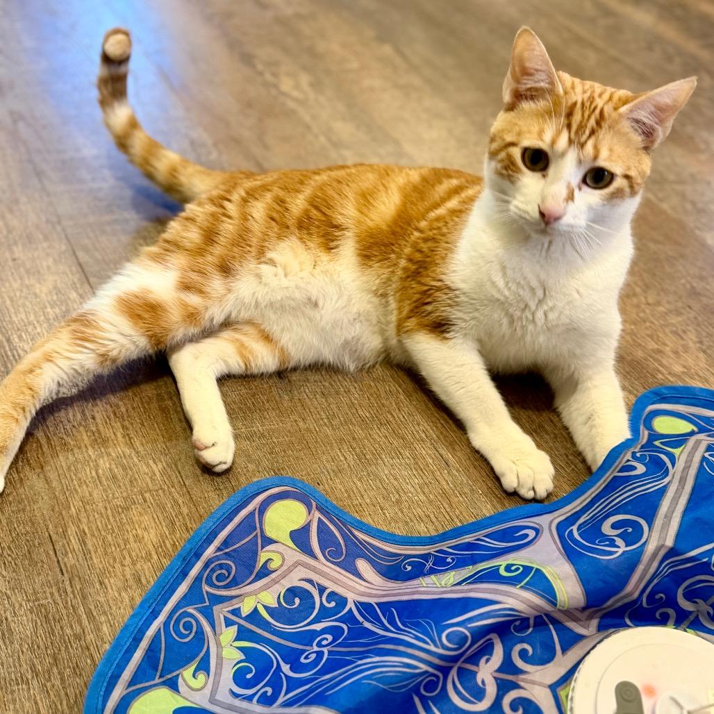 Axel, a Adoptable Domestic Short Hair in Park Falls, WI image 3/4