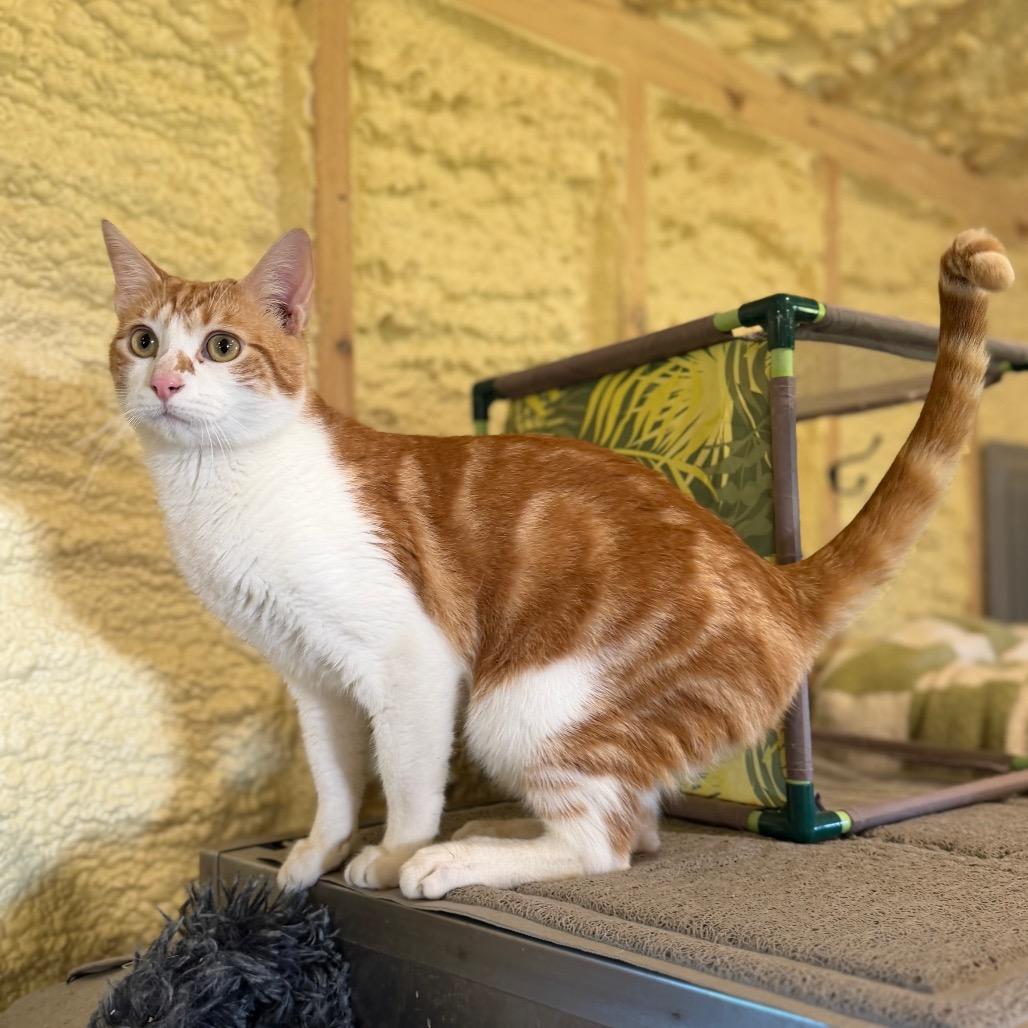 Axel, a Adoptable Domestic Short Hair in Park Falls, WI image 4/4