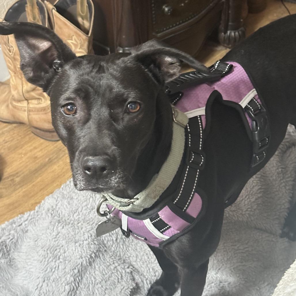 Erin, Adoptable, Adult Female Mixed Breed.