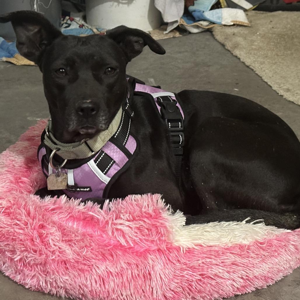 Enlarge Erin, a Adoptable Mixed Breed in Chattanooga, TN image 3/6