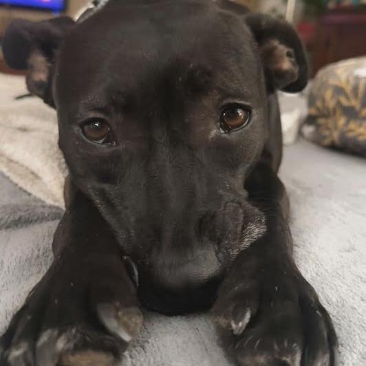 Enlarge Bashful, a Adoptable Mixed Breed in Chattanooga, TN image 3/6