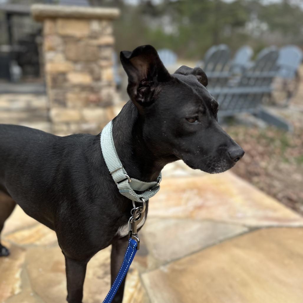 Bashful, a Adoptable Mixed Breed in Chattanooga, TN image 4/6