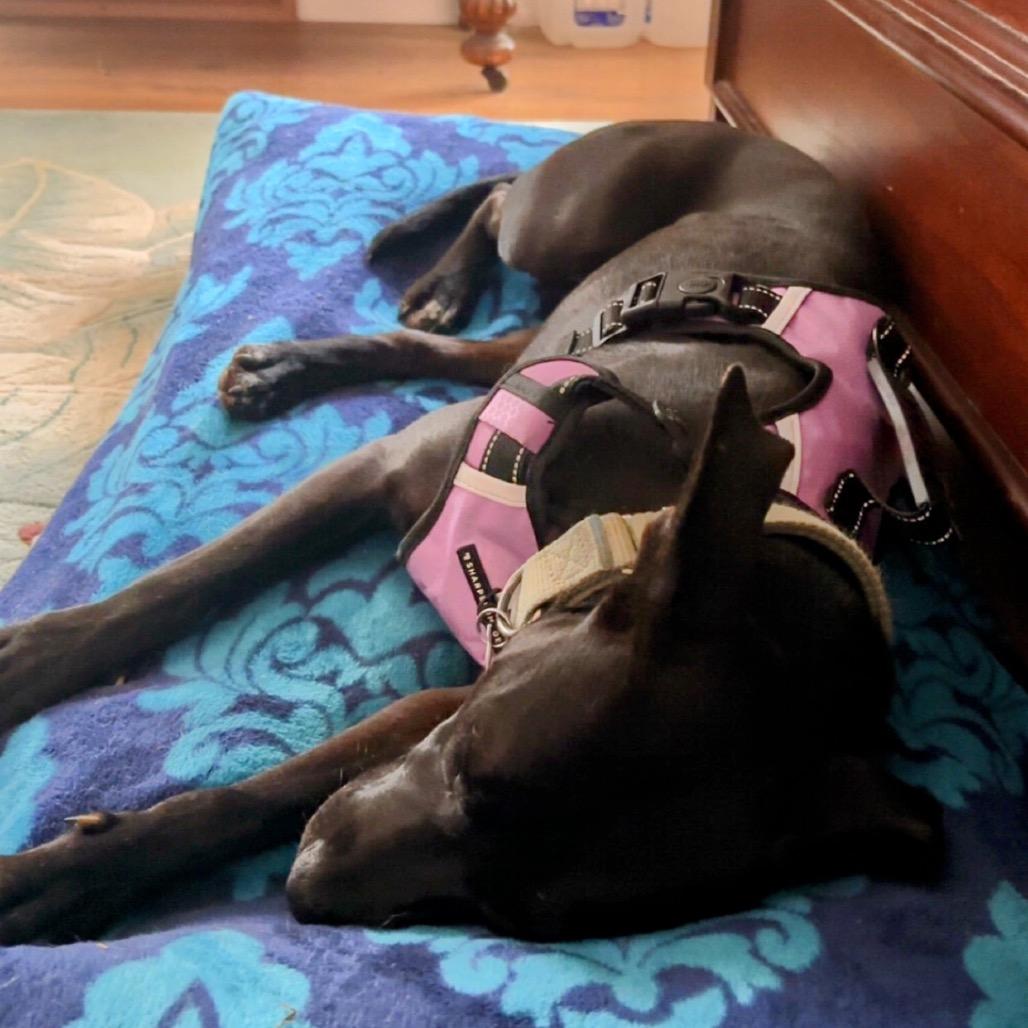 Enlarge Erin, a Adoptable Mixed Breed in Chattanooga, TN image 4/6