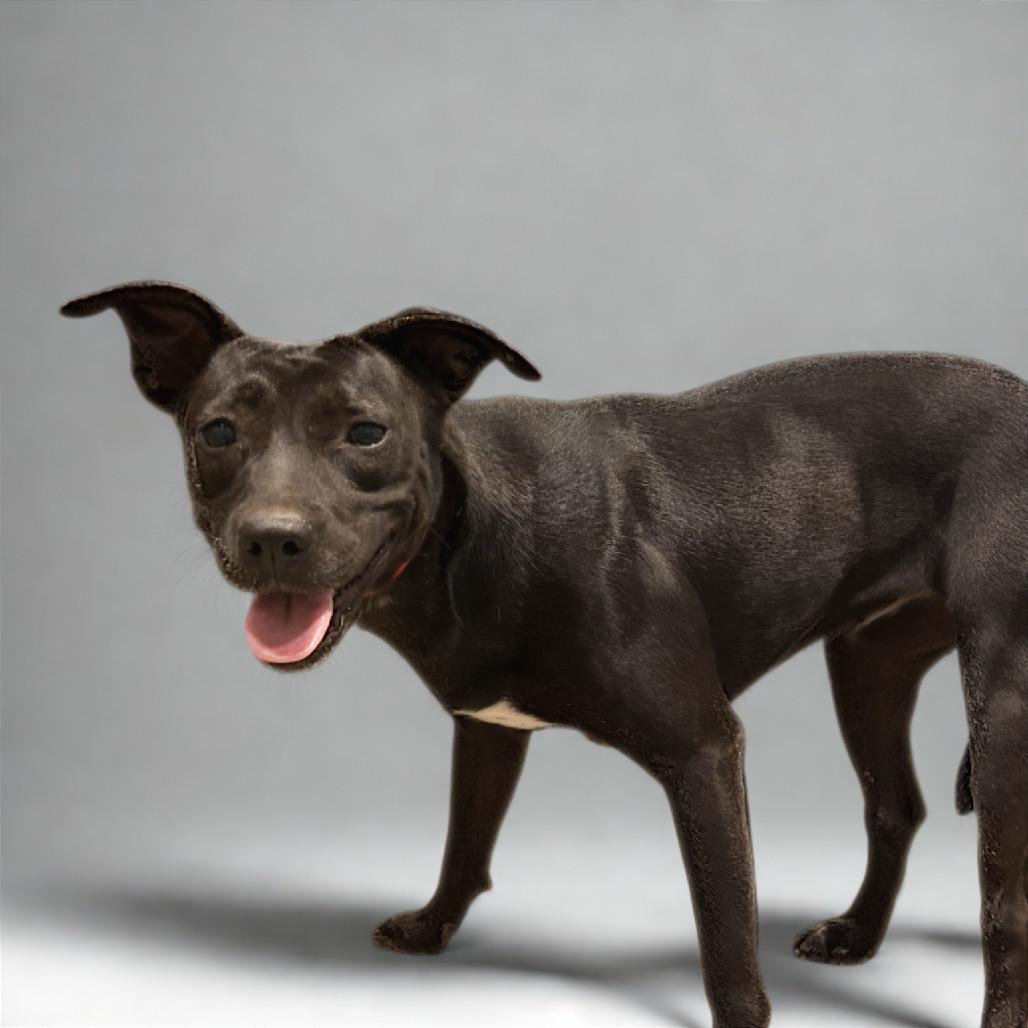 Erin, Adoptable, Adult Female Mixed Breed.