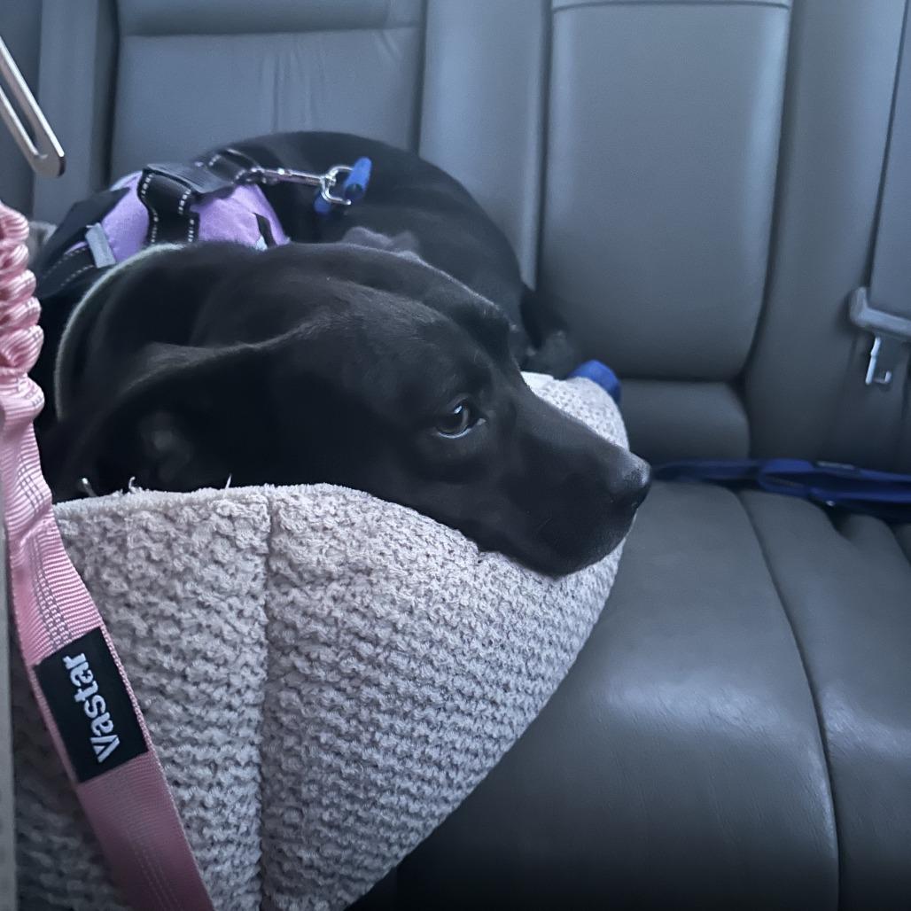 Bashful — thumbnail 6