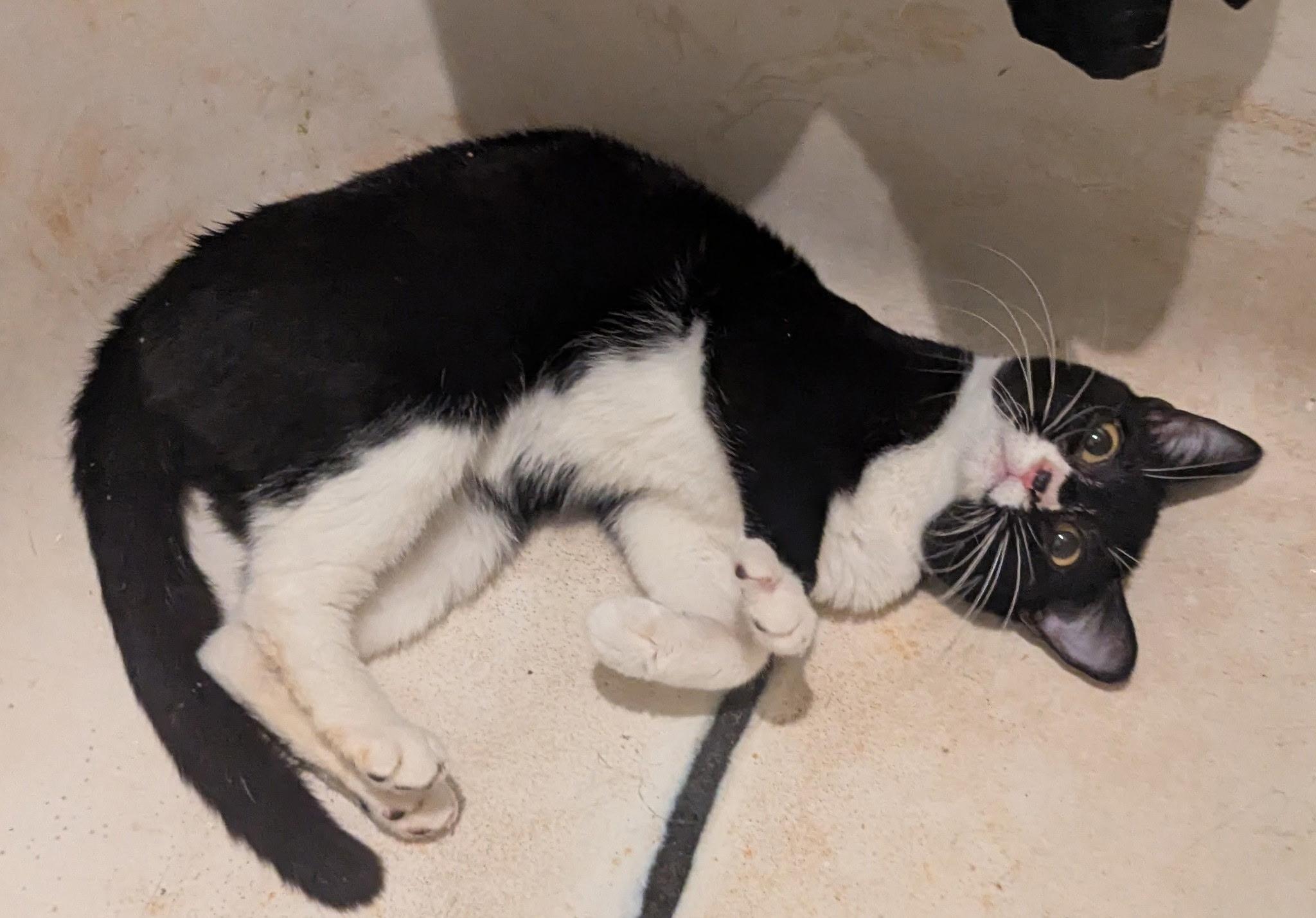 Enlarge Cookie — Bonded Pair with Kreme, a ADOPTABLE Domestic Short Hair in New York, NY image 2/2