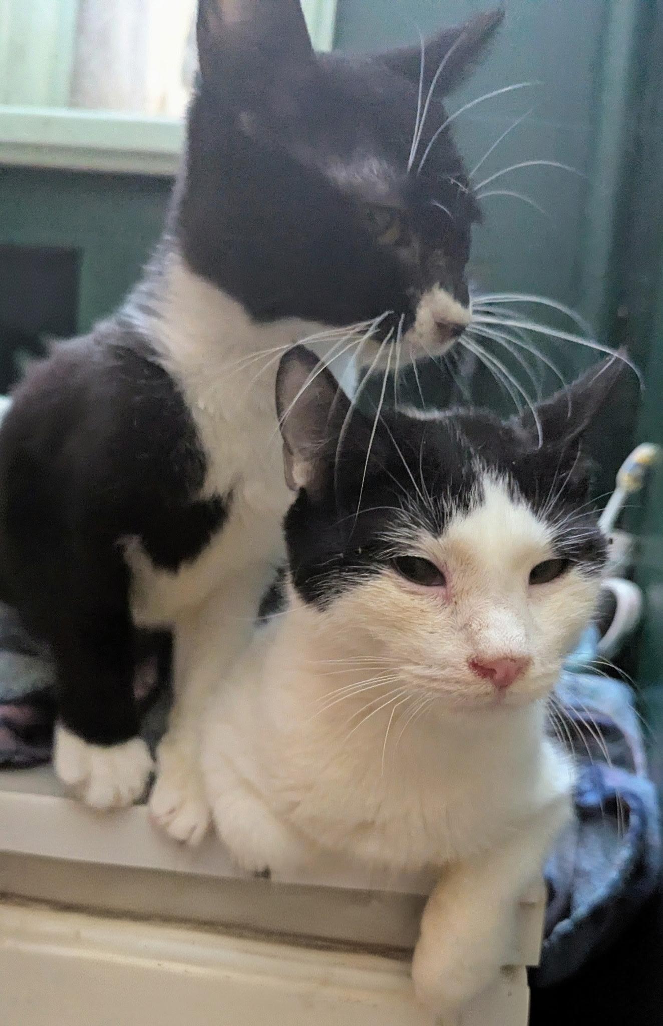 Cookie — Bonded Pair with Kreme, ADOPTABLE, Young Female Domestic Short Hair.