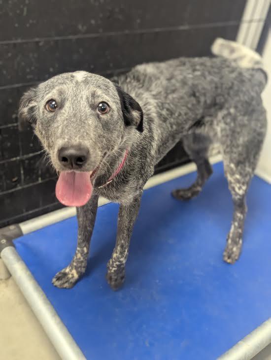 Enlarge Skadi, a ADOPTABLE mixed breed in Blue Earth, MN image 4/4