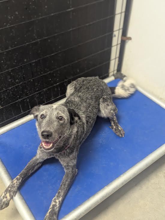 Enlarge Skadi, a ADOPTABLE mixed breed in Blue Earth, MN image 3/4