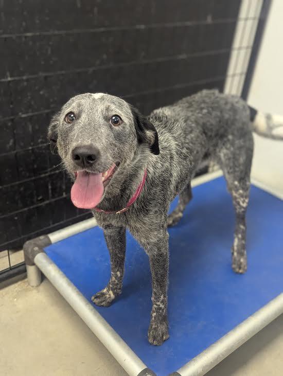 Enlarge Skadi, a ADOPTABLE mixed breed in Blue Earth, MN image 1/4