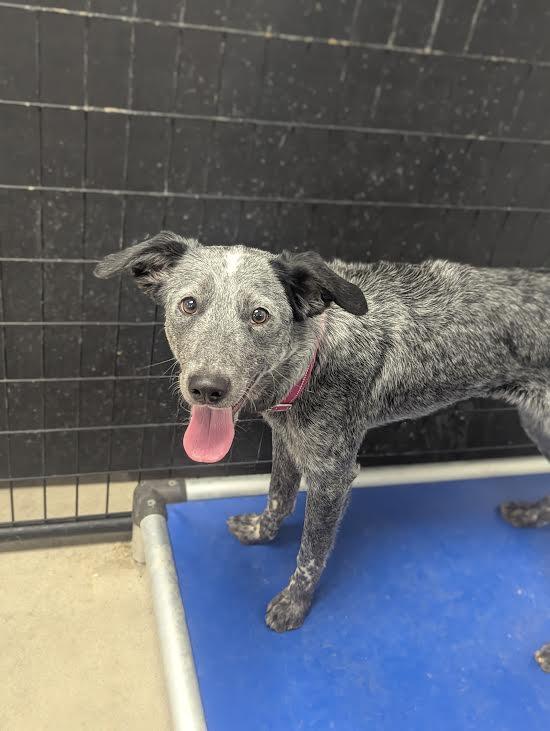 Enlarge Skadi, a ADOPTABLE mixed breed in Blue Earth, MN image 2/4