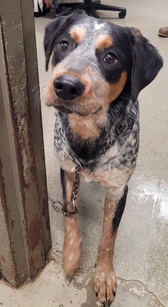 Enlarge Better Boy, a Adoptable mixed breed in Hopkinsville, KY image 1/1