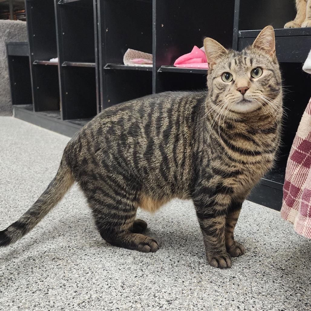 Toronto, Adoptable, Adult Male Domestic Short Hair.